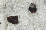 Red Pyrope Garnets in Quartzite - Namibia #117561-1
